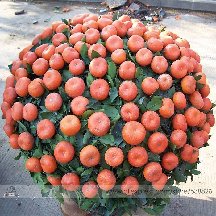 JMS Small Potted Edible Orange Bonsai Organic Seeds, Professional Pack, 20 Seeds / Pack, Tasty Sweet
