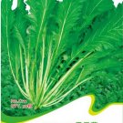 JMS Green Potherb Mustard Organic Chinese Sauerkraut Vegetable Seeds, Original Pack, 50 Seeds / Pack