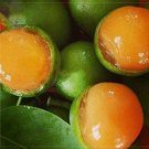JMS 100Pcs Lemon Sweet Spanish Lime Seeds Lemon Sweet Spanish Lime