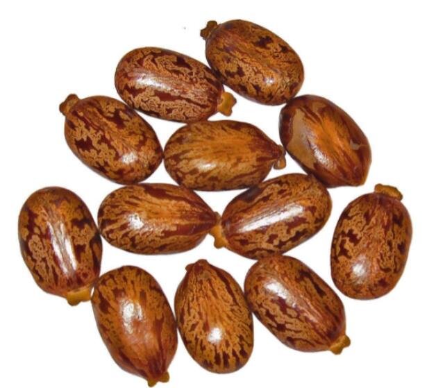 JMS 100Pcs Castor Bean Seeds
