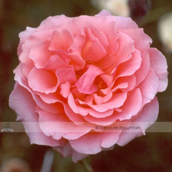 JMS 1 Professional Pack, 50 Seeds / Pack, Pink Chinese Rose Seed Monthly Rose Flowers Garden Seed