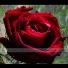 JMS 1 Professional Pack, 50 Seeds / Pack, Thin Leaves Blood Red Flowers Rare Heirloom Rose Flower Se