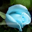 JMS 1 Professional Pack, 50 Seeds / Pack, F1 Light Blue Rose Plant Seed