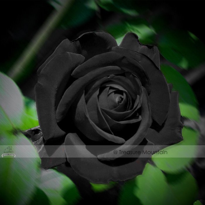 JMS 1 Professional Pack, 50 Seeds / Pack, Les Paul Super Black Beauty Rare Rose Flower Seeds