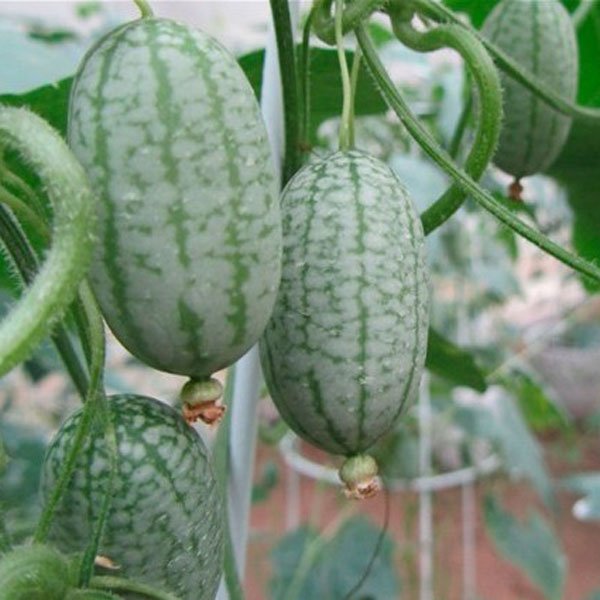JMS 1 Professional Pack, 2 Seeds / Pack, Mexico Miniature Watermelon Seeds Thumb-Sized Water Melon N