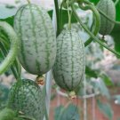 JMS 1 Professional Pack, 2 Seeds / Pack, Mexico Miniature Watermelon Seeds Thumb-Sized Water Melon N
