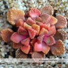 JMS 100% Genuine Titanopsis Variegata Seeds, Professional Pack, 10 Seeds / Pack, Amazing Colors On T