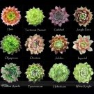 JMS 1 Professional Pack, Approx 100 Seeds / Pack, Mixed Bonsai Succulent Plant Seed