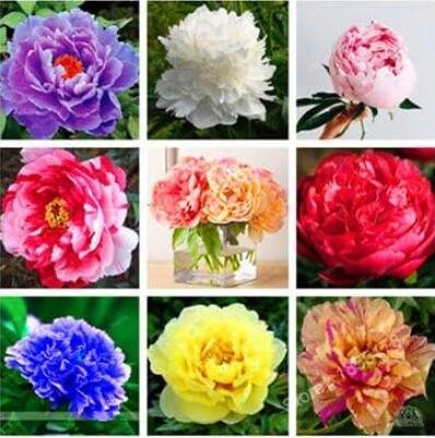 JMS Peony Mixed Seeds