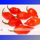JMS 100 Seeds / Variety, Hot Habanero Pepper Red Orange Carnatio Yellow Chocolate White Capsicum Chi