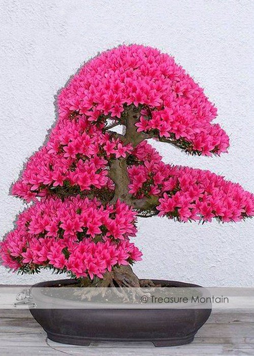 JMS 1 Professional Pack, Approx 50 Seeds / Pack, Bonsai F1 Red Azalea Hardy Rhododendron Seeds