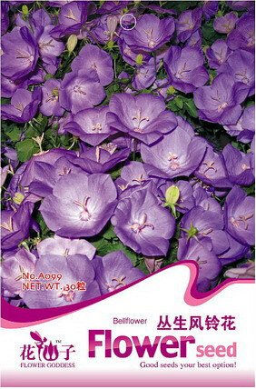 JMS 1 Original Pack, 30 Seeds / Pack, Campanula Punctata Rubriflora Bellflower Spotted Flower Seeds 