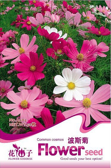 JMS 1 Original Pack, 50 Seeds / Pack, Cosmos Sensation Mix Flower Seeds Bipinnatus Mexican Aster Ann