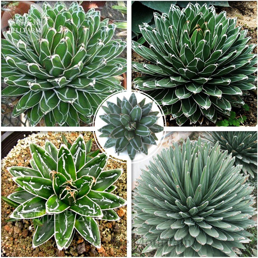 JMS Agave Victoriae-Reginae Seeds, Professional Pack, 5 Seeds, Succulent Flowering Perennial Plant M