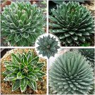 JMS Agave Victoriae-Reginae Seeds, Professional Pack, 5 Seeds, Succulent Flowering Perennial Plant M