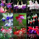 JMS 100 Fuchsia Seeds, Bonsai Hanging Flowers F.Alba Coccinnea Diy Planting Flowers Nf880