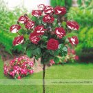 JMS New Hybrid Variety White Red Rose Tree Flower Seeds, Professional Pack, 50 Seeds / Pack, Fragran