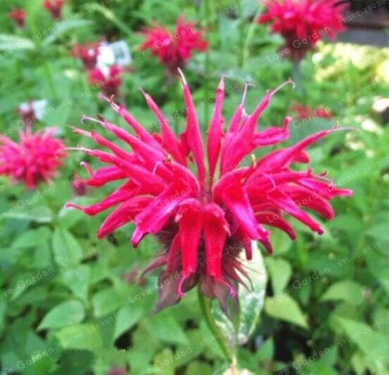 JMS Monarda Didyma Seed United States Mint Seeds