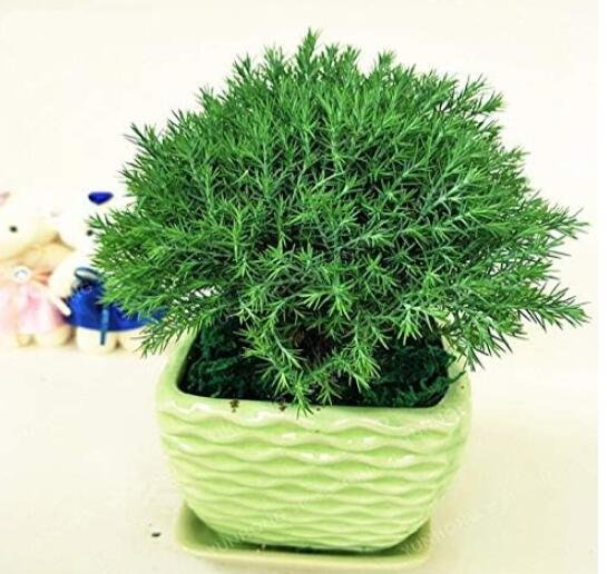 JMS Asparagus Myriocladus Tree Seeds