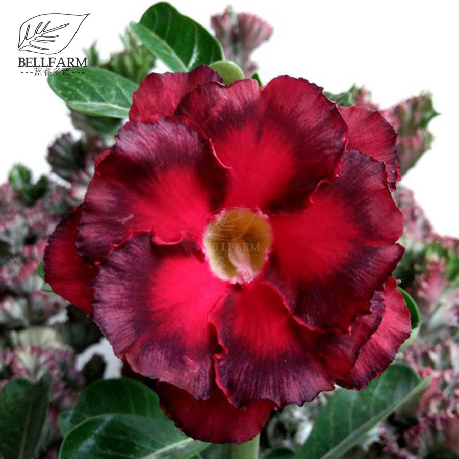 JMS  'Duet' Adenium Desert Rose Bonsai Seeds, 2Pcs, 2-Layer Petals Red Dark Red Petals Desert Rose F