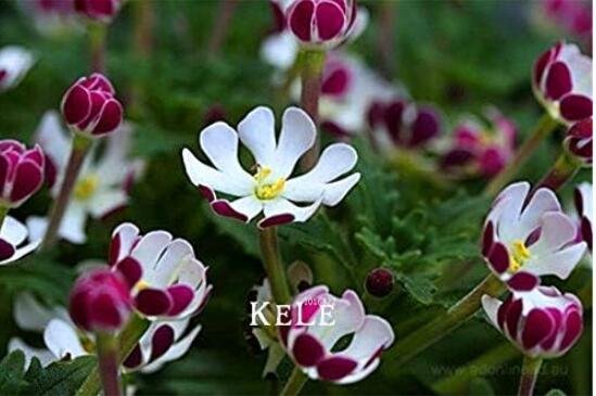 JMS Night Blooming Phlox Seeds