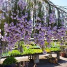 JMS  Only 1 Piece Psoralea Fleta Seed, 100% Real Weeping Blue Broom Blue Willow Pea - Indigenous Shr
