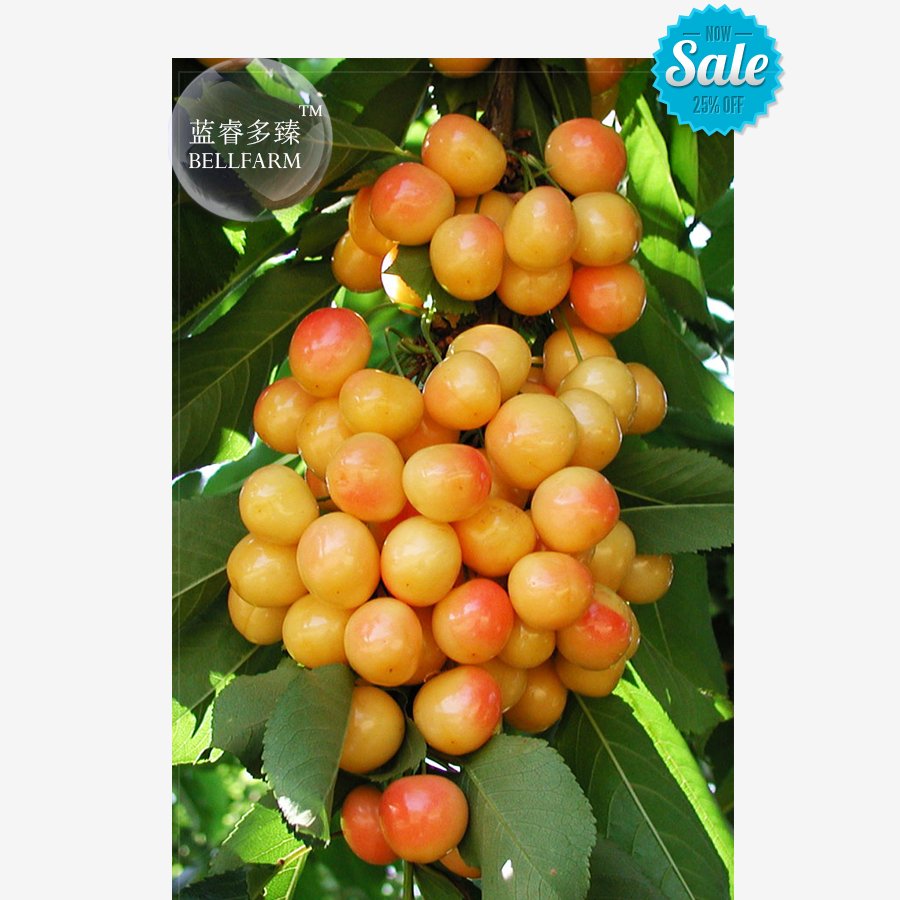 JMS  20+ Rainier Cherries Female Seeds, Professional Pack, Tasty Big Fruits Yellowish Red Fruits Bd0