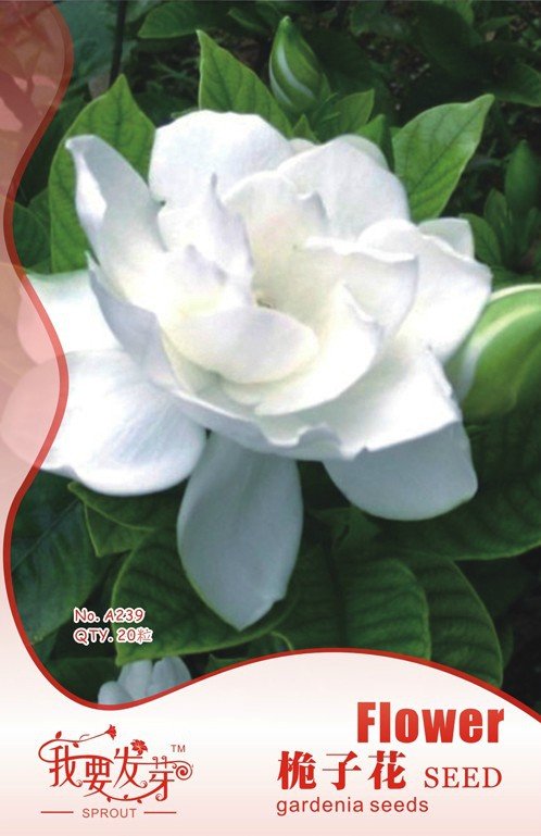 JMS  Gardenia Jasminoides Cape Jasmine Heirloom Seeds, 28 Seeds, Strong Fragrant Danh-Danh Jasmin Bd