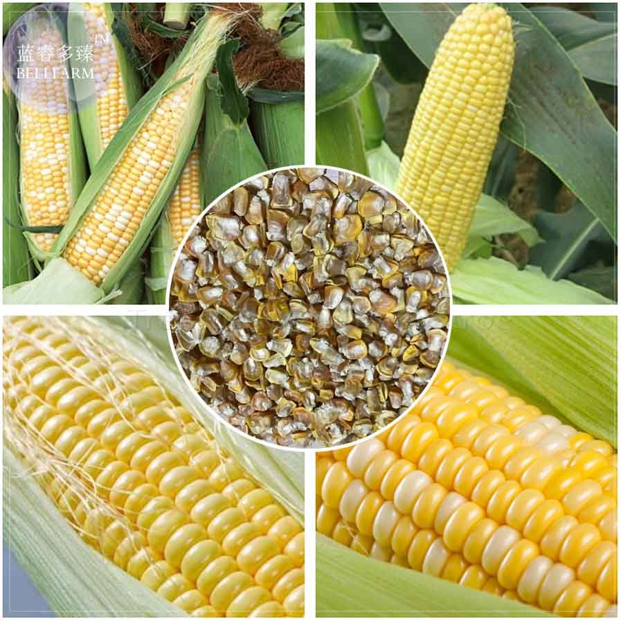 JMS  Corn (Super Sweet Juicy, Yellow Sweet Glutinous, White Sweet Glutinous, Jingke White ) Seeds, 1