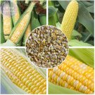 JMS  Corn (Super Sweet Juicy, Yellow Sweet Glutinous, White Sweet Glutinous, Jingke White ) Seeds, 1