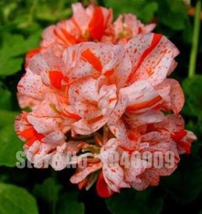JMS Geranium Seeds, Rose Red & Whitish Pink With Spots