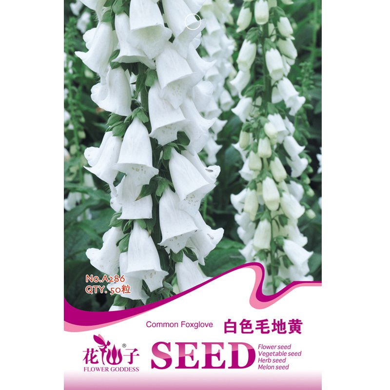 JMS  White Foxglove Digitalis Purpurea Perennial Flower Seeds, 50 Seeds, Original Pack, Perennial Ro