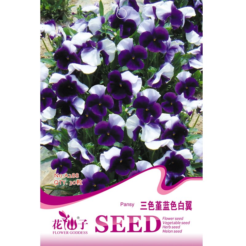 JMS  Pansy Dark Blue White Petals Flower Seeds, 30 Seeds, Original Pack, Viola Tricolor Perennial Ro
