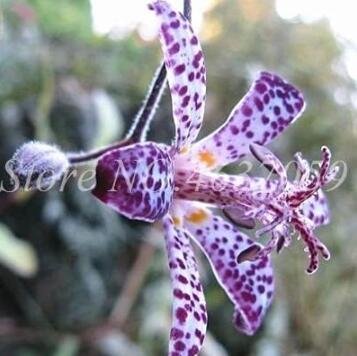 JMS Imported Toad Lily Plant