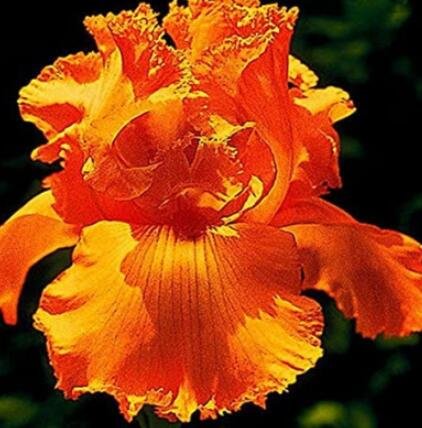 JMS 100Pcs Iris Tectorum Seeds Golden Yellow Flowers