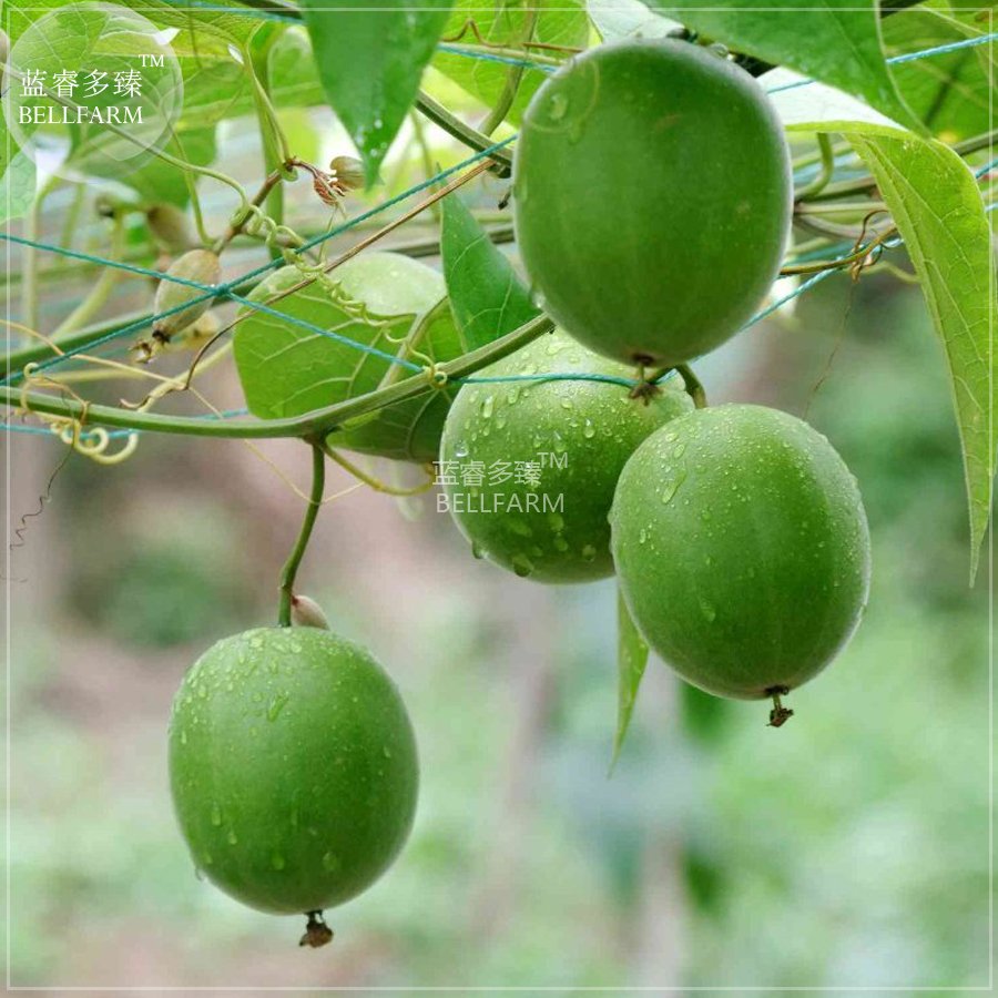 JMS  Heirloom Luo Han Guo Siraitia Grosvenorii JMS Seeds, 30 Seeds, Chinese Herbs Fruits Healthy Gar