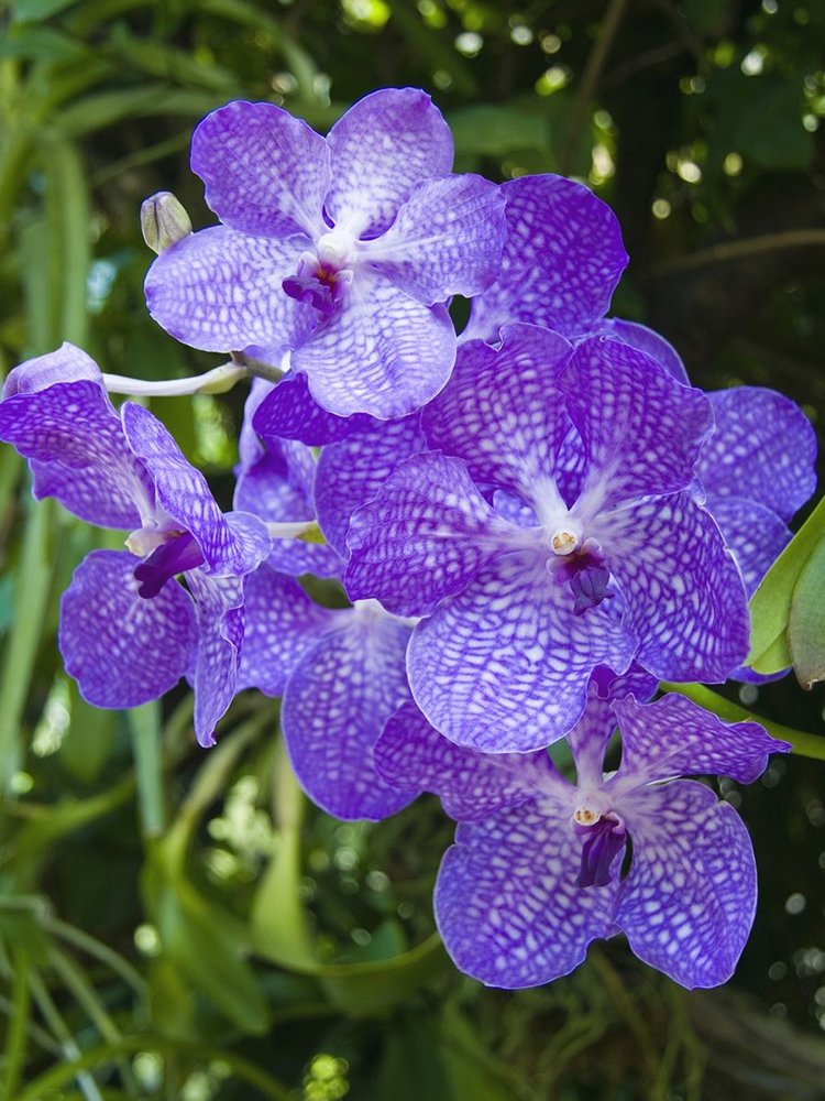 JMS Rare Blue Vanda Orchids