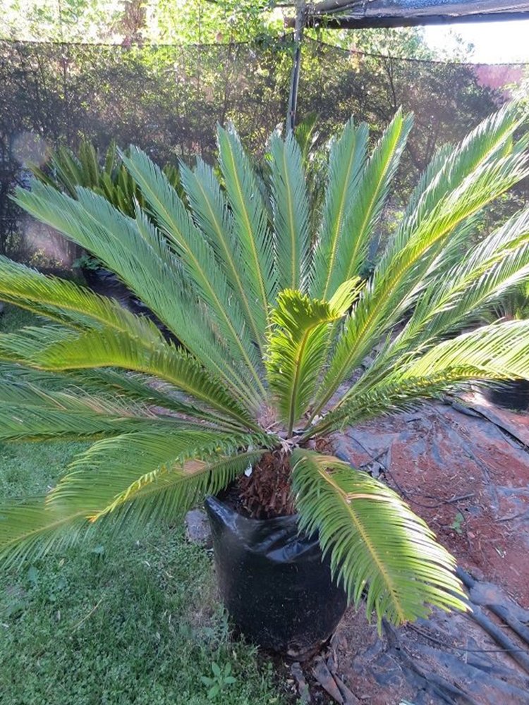JMS Cycas Revoluta