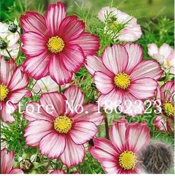 JMS Cosmos, Chocolate Red & White