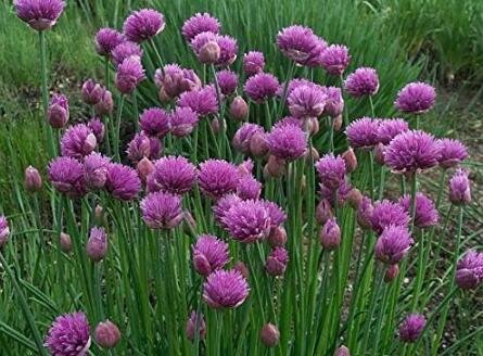 JMS Chive Plant Allium Schoenoprasum