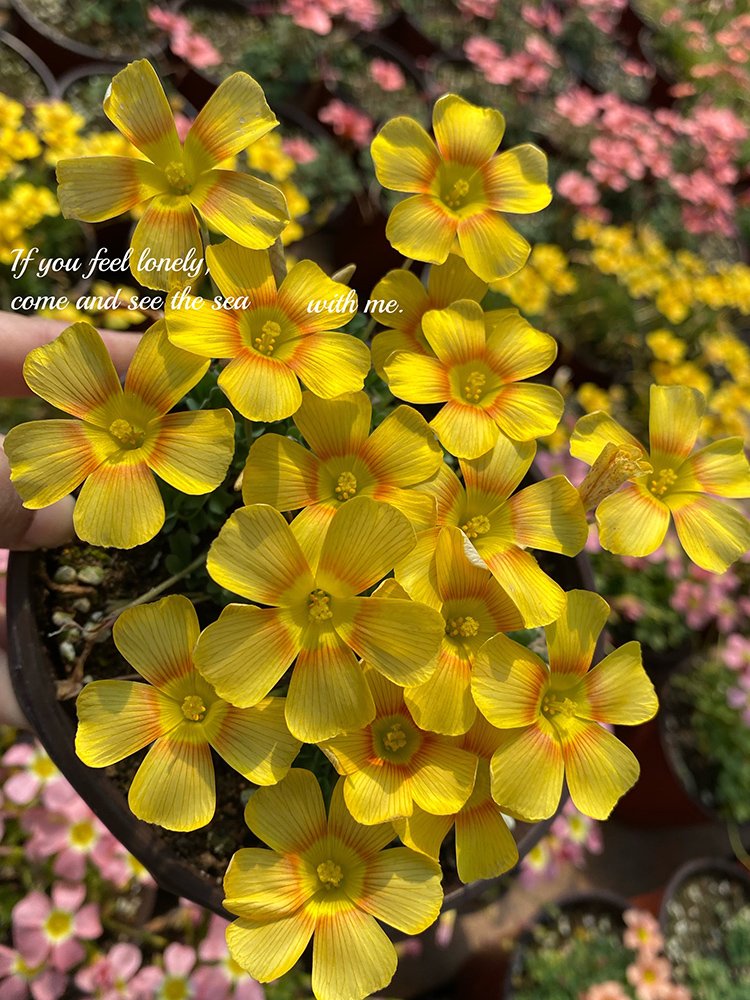 JMS Oxalis Seeds, Yellow Flower With Orange Centre