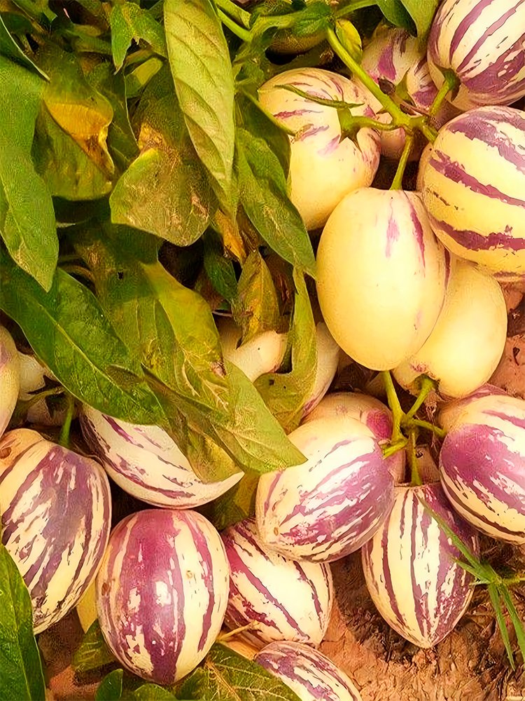 JMS Pepino Dulce