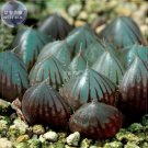 JMS  Haworthia Obtusa Black Succulent Plants Seeds, 5 Seeds, Lovely New Bonsai Succulent Plants Seed