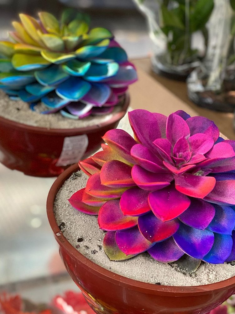 JMS Echeveria, Rainbow