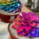 JMS Echeveria, Rainbow