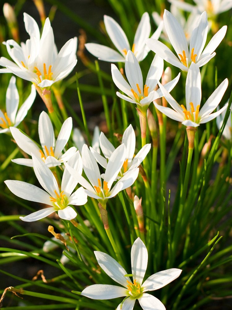 JMS White Rain Flower Seeds