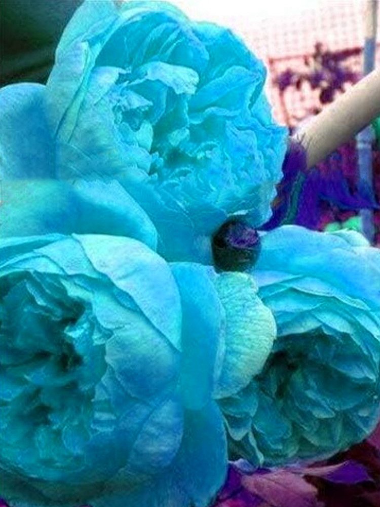 JMS Peony, Double Sky Blue Flowers