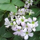 JMS White Oxalis Seeds