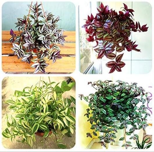 JMS Zebrina Pendula Schnizl Seeds, Mixed