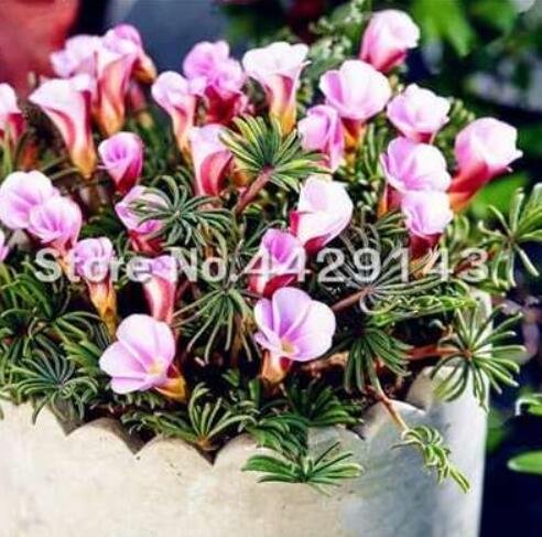 JMS Oxalis Versicolor Flowers Seeds, Purple & Light Pink Flowers